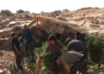 תיעוד: לוחמי מג"ב איתרו 42 חממות קנאביס בשטחי אש של צה"ל בנגב