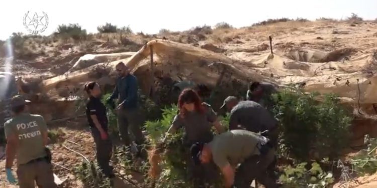 תיעוד: לוחמי מג"ב איתרו 42 חממות קנאביס בשטחי אש של צה"ל בנגב