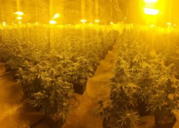 תיעוד: מגה מעבדת סמים ב-2 דירות בת"א: נתפס מעל 50 ק"ג קנאביס