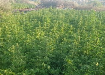 המדינה מערערת על קנס של נאשמים שהורשעו בניהול רשת גידול סמים במיליונים