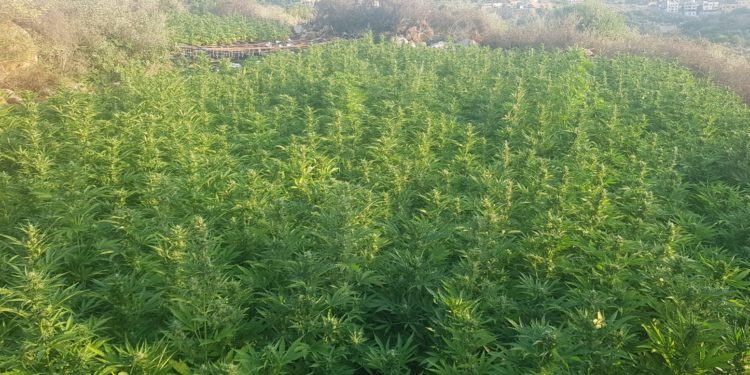 המדינה מערערת על קנס של נאשמים שהורשעו בניהול רשת גידול סמים במיליונים