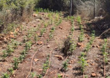 רצח בכפר כנא