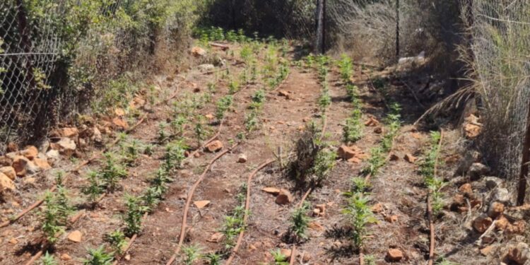 מושבניק בצפון בן 50 חשוד שגידל אלפי שתילי קנאביס ביער סמוך לביתו