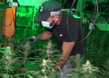 גל מעצרים בי-ם: נעצרו 15 חברי רשת שהפעילה מעבדות לגידול סמים בערים שונות בארץ