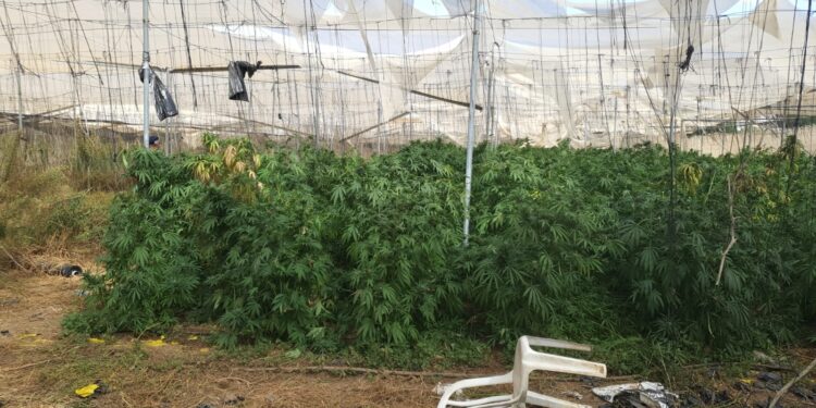 תיעוד: אב ובנו גידלו קנאביס בחממה במשק במושב שלווה שבדרום בשווי מיליוני שקלים