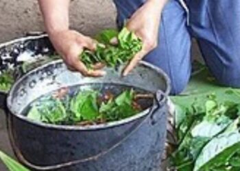 סוכל ניסיון הברחת סם הזיות – ה"איווסקה" מקולמביה בבקבוק המכיל צבע שמן צמחי