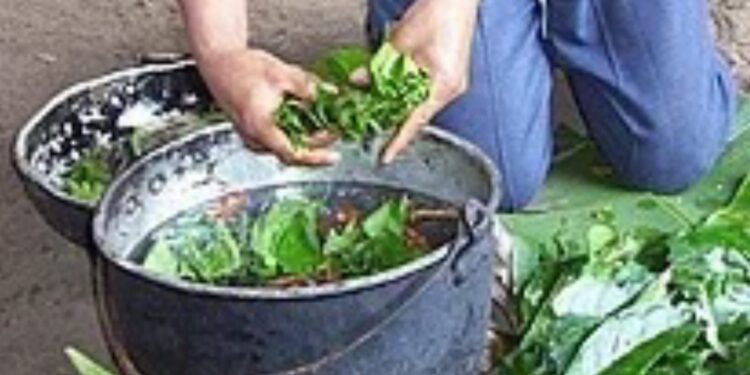 סוכל ניסיון הברחת סם הזיות – ה"איווסקה" מקולמביה בבקבוק המכיל צבע שמן צמחי