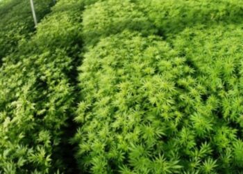 לפנות בוקר: ניסיון שוד בחווה לגידול קנאביס באזור ניר עוז בדרום: 2 מאבטחים נפצעו