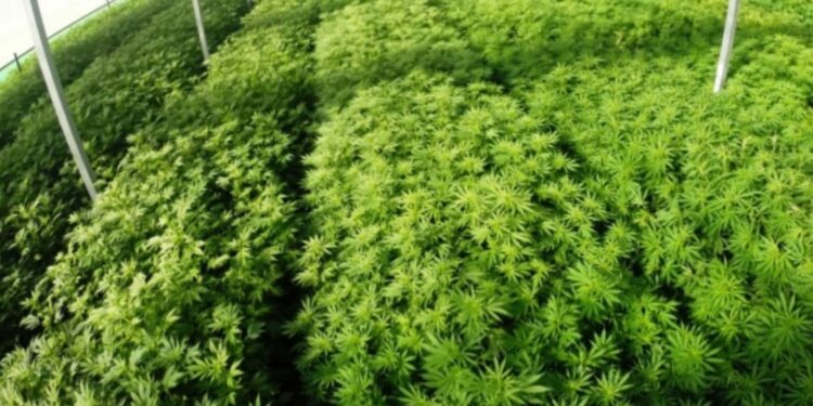 לפנות בוקר: ניסיון שוד בחווה לגידול קנאביס באזור ניר עוז בדרום: 2 מאבטחים נפצעו