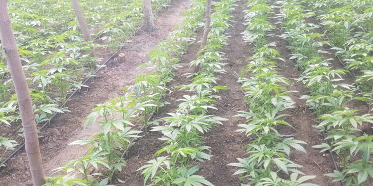 שדה קנאביס עם 5000 שתילים התגלה בשטח פתוח סמוך לקיסריה