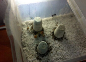 סטודנט לחקר המוח מאיכילוב שגידל פטריות הזייה בדירה שוחרר: "גידלתי למטרות מחקר"