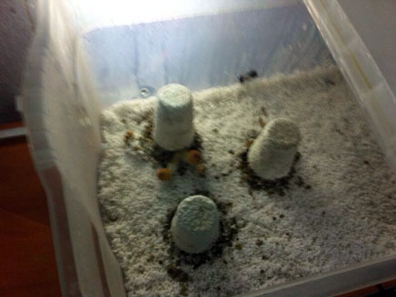 סטודנט לחקר המוח מאיכילוב שגידל פטריות הזייה בדירה שוחרר: "גידלתי למטרות מחקר"