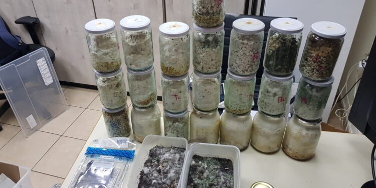 בת 50 נעצרה בחשד שגידלה פטריות הזייה בדירתה במושב במישור החוף