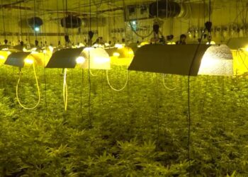 אשדוד: כ-800 מ"ר של מגה מעבדת סמים נחשפה במרתף בניין: צפו בתיעוד