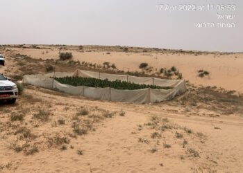 המשטרה השמידה 18 מתחמי גידול מריחואנה בשטחי אש בדרום