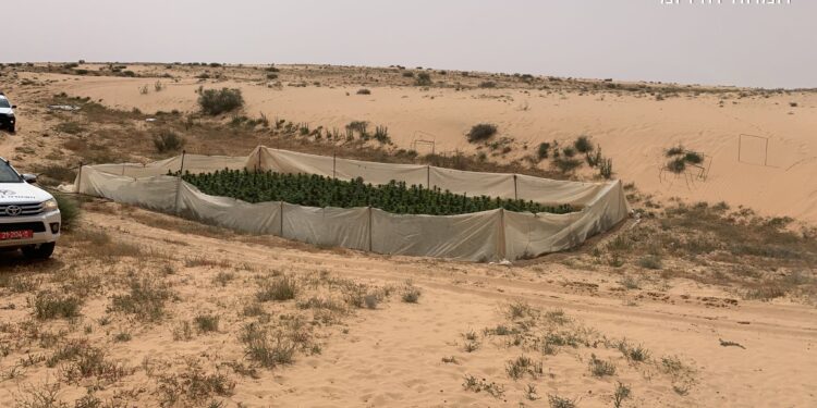המשטרה השמידה 18 מתחמי גידול מריחואנה בשטחי אש בדרום