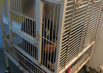 מחריד: שוטרים שהגיעו לחפש סמים בדירה בחיפה מצאו תינוק כלוא בכלוב ברזל