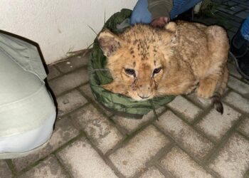 אותר גור האריות המכונה "אבו מאלק" שהוצע למכירה ברשתות החברתיות