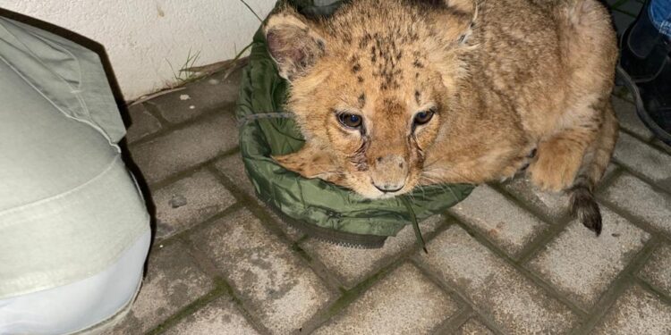 אותר גור האריות המכונה "אבו מאלק" שהוצע למכירה ברשתות החברתיות