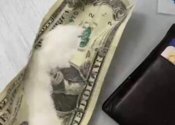 תיעוד: קוקאין מוסלק בתוך שטרות – תייר נעצר בנתב"ג בחשד להברחת סמים