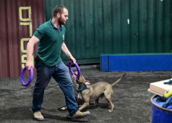 כלב לחימה. שתי נשיכות ופציעה קשה לנער צילום: פלאש 90