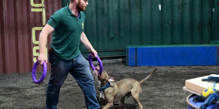 כלב לחימה. שתי נשיכות ופציעה קשה לנער צילום: פלאש 90