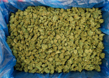 מריחואנה צילום: פלאש 90