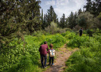 .יער. מחדלי המשטרה איפשרו לנאשם לצאת עם עונש קל צילום: פלאש 90