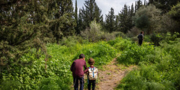 .יער. מחדלי המשטרה איפשרו לנאשם לצאת עם עונש קל צילום: פלאש 90