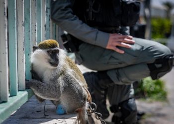קוף לא חוקי שנתפס צילום: פלאש 90